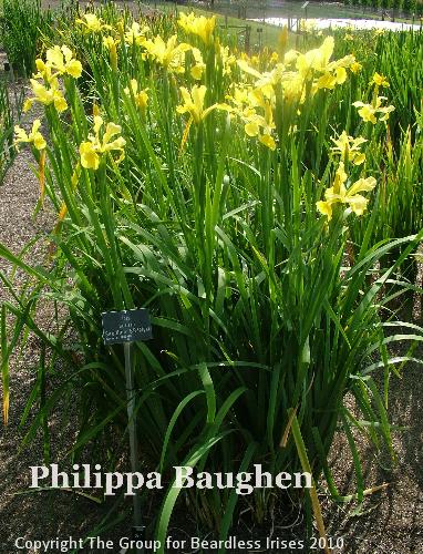 Philippa Baughen